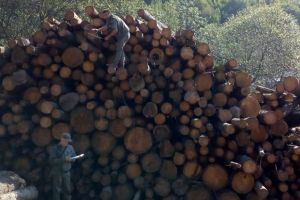 SCUTUL PĂDURII: 137 de amenzi aplicate şi 5 infracţiuni constatate de poliţiştii din Alba în urma a 78 de controale pentru prevenirea şi combaterea delictelor silvice