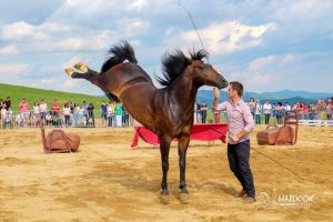 RUNCU: Haidook Summer Fest, ediţia a IV-a! Show-uri ecvestre şi acrobaţii pe bicicletă