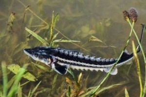 Dunărea, populată cu zeci de mii de pui de sturioni 

