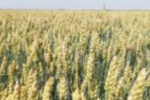 Unic în vestul ţării! Fermieri şi producători agricoli, sărbătorind ziua câmpului, sub cupola Merpano