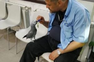 Misoginul Iacob cel curios şi papagalul nostromului din Australia