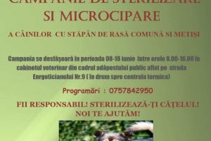 Campania de sterilizare şi microcipare a câinilor continuă, la adăpostul de animale a ...