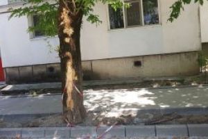 Baia Mare: Copaci lasati fara coaja pe strada Matei Basarab. Un adult inspira pana la 8 l de aer/minut. Detalii si foto in articol