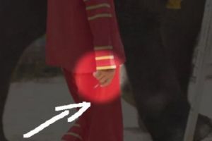 PETA semnalează: Cruzime fără margini! Îngrijitorii înţeapă animalele de la Zoo cu un ac imens!