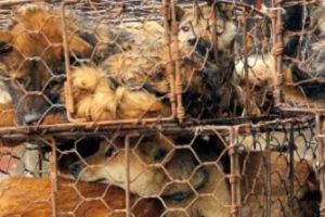 Începe măcelul în China!  Mii de câini ucişi  pentru vestitul Festival al Cărnii de Câine