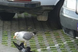 VIDEO – Pescăruşul n-a primit peşte şi a omorât un porumbel