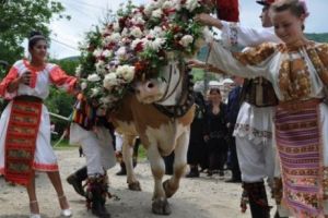 Rusalii. Înstruţatul boului, tradiţia dedicată recoltei bogate