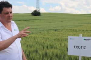 Ziua Grâului 2019. Ofertă interesantă de la Tea Seminţe