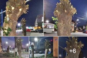 CUM să nu te REVOLȚI?! Tei înfloriţi, MASACRAȚI în Micălaca a doua oară, în numele „toaletării” (GALERIE FOTO)