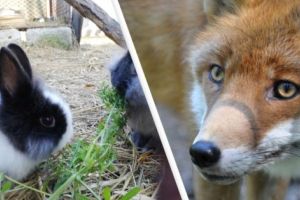 Vulpea şi dihorul fac RAVAGII în gospodării la Moşoaia