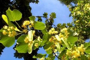 E sărbătoarea Rusaliilor. Ce tradiţii şi superstiţii au românii