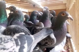 Campionatul porumbeilor voiajori: Silaghi Alexandru din Marghita câştigă etapa a doua de fond a sezonului