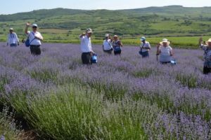 FOTO: B-unicii… pe “Tărâmul lavandei”