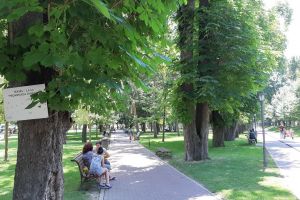 Două lucruri deranjante în Parcul Municipal: câinii care îşi fac nevoile pe spaţiul verde şi căpuşele (FOTO)