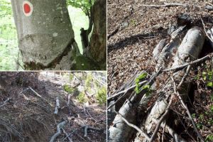  FOTO-VIDEO/ Comorile virgine ale Munţilor Apuseni căzute sub drujba tăietorilor de lemne