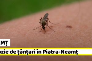 NEAMȚ: Invazie de ţânţari în Piatra-Neamţ. Ce trebuie să ştim despre aceste insecte