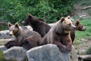 NEBUNIE în Prahova - Jandarmii au fost chemaţi de 9 ori în 24 de ore, prin 112, să îndepărteze urşii care au coborât în localităţi