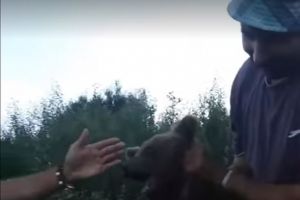 VIDEO Nişte nenorociţi chinuie un pui de urs la Augustin