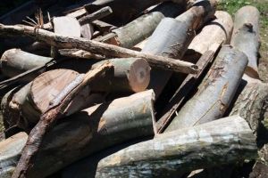 Peste 25 mc lemn de foc de esenţă foioase au fost confiscaţi de poliţişti, în zona Gheorgheni