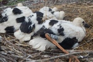 Monitorizarea berzelor. Și tu poţi ajuta