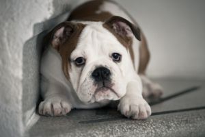 Arca lui Noe. Pot câinii să miroasă frica ?