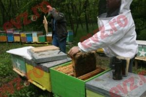 Apicultura. Cadou european de Rusalii pentru apicultori