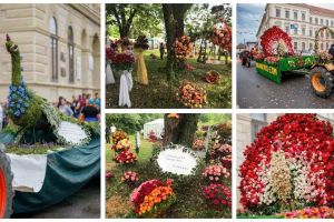 ”Ziua Rozelor” 2019, sâmbătă, 29 iunie, la Aiud: Tradiţionala paradă cu trăsuri şi biciclete decorate cu trandafiri, dansuri, concert No Sugar şi Amna, focuri de artificii