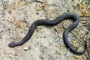 Alertă în munţi! Turistă în stare gravă după ce a fost muşcată de o viperă