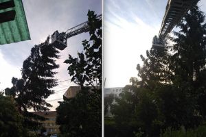 FOTO – Brad de nouă metri în pericol să cadă peste o linie de troleu la Mediaş