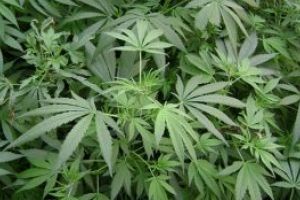Canabisul, cel mai consumat drog în România
