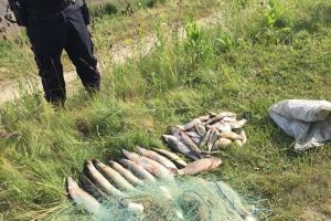 Braconaj piscicol pe Olt. Zeci de metri de plasă monofilament şi peşte, confiscate