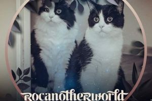 Pisiceala si iubireala se implică în comunitate