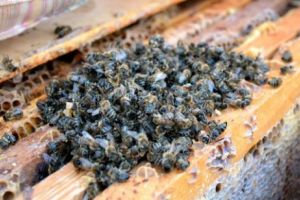 Uniunea Europeană a declanşat Războiul Mierii între agricultorii şi apicultorii români