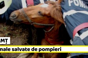 NEAMȚ: Animale salvate de pompieri