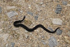 La Spitalul Judeţean Sibiu nu există ser antiviperin – Ce fac sibienii dacă sunt muşcaţi de vipere