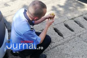 FOTO: Poliţişti din Garoafa, eroi după ce au salvat un… boboc de raţă