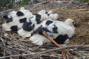 Caravana berzelor ajunge în Timiş. Puteţi vedea un pui de barză de aproape