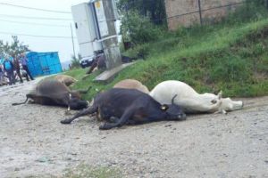 Cinci vaci au murit TRĂSNITE la Curtea de Argeş!