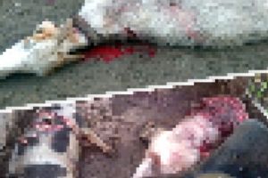 La Aninoasa, URSUL A SFÂŞIAT animalele ca pe KEBAB!