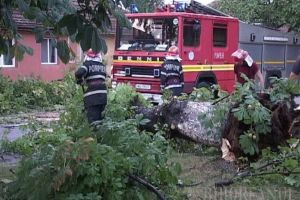 Urmările codului portocaliu în Bihor: Aluviuni şi copaci căzuţi