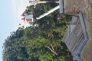 Pana de curent in Ploiesti, zona de sud, dupa ce un castan s-a rupt peste firele de electricitate