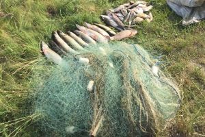 Pescuit ilegal pe Olt. Prinşi cu 35 de kilograme de peşte