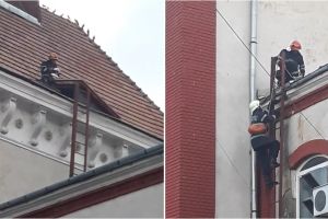 VIDEO. Pisică blocată pe o clădire din Carei, salvată de pompieri