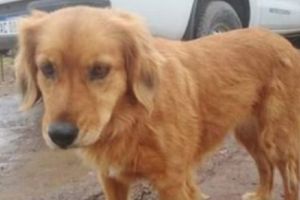 Căţeluşa care îşi aşteaptă stăpânul în faţa închisorii