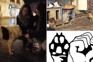 O tânără din Franţa este ”Purtătorul de cuvânt al animalelor” abandonate şi abuzate din România. Albaiulienii, invitaţi în 26 iunie la o expoziţie de fotografii care reflectă realitatea din adăposturile publice