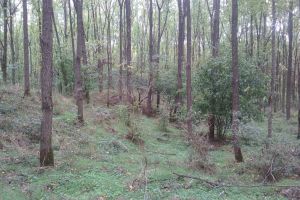 COMOARA ASCUNSĂ din Pădurea Ceala de care puţină lume ştie (GALERIE FOTO)