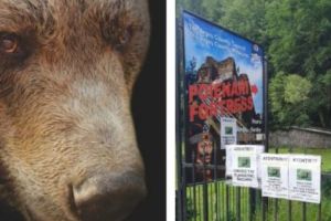 Turismul argeşean, ÎN UMBRA MARELUI URS!