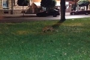 După porci, vaci şi capre, a venit rândul ANIMALELOR SĂLBATICE să se plimbe prin oraş! (FOTO)