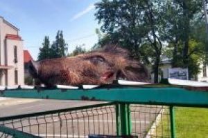 Descoperire MACABRA in Baia Mare: Un cap de mistret aruncat la tomberon (FOTO)