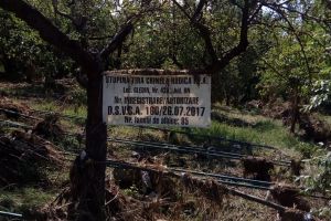 Apicultorii din judeţ pun umăr de la umăr să ajute un confrate din Gledin care şi-a pierdut toată stupina